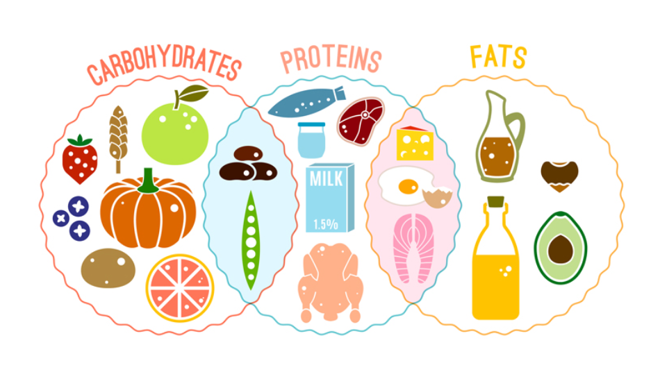 What are the Macronutrients?